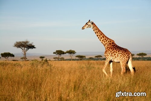 Collection giraffe long neck wildlife landscape 25 HQ Jpeg