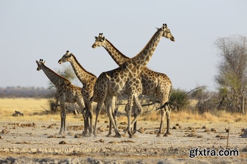 Collection giraffe long neck wildlife landscape 25 HQ Jpeg