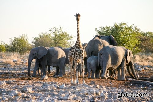 Collection giraffe long neck wildlife landscape 25 HQ Jpeg