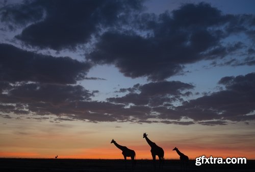 Collection giraffe long neck wildlife landscape 25 HQ Jpeg