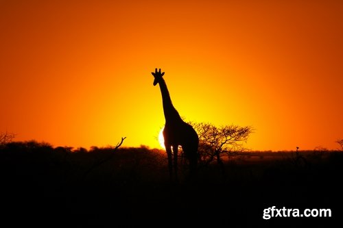 Collection giraffe long neck wildlife landscape 25 HQ Jpeg