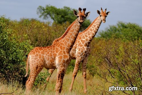 Collection giraffe long neck wildlife landscape 25 HQ Jpeg