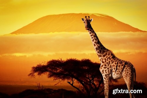 Collection giraffe long neck wildlife landscape 25 HQ Jpeg