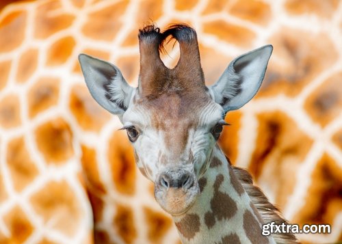 Collection giraffe long neck wildlife landscape 25 HQ Jpeg