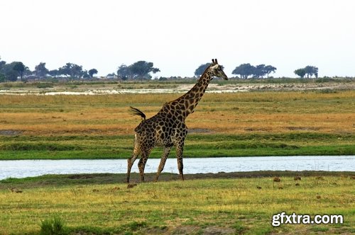 Collection giraffe long neck wildlife landscape 25 HQ Jpeg