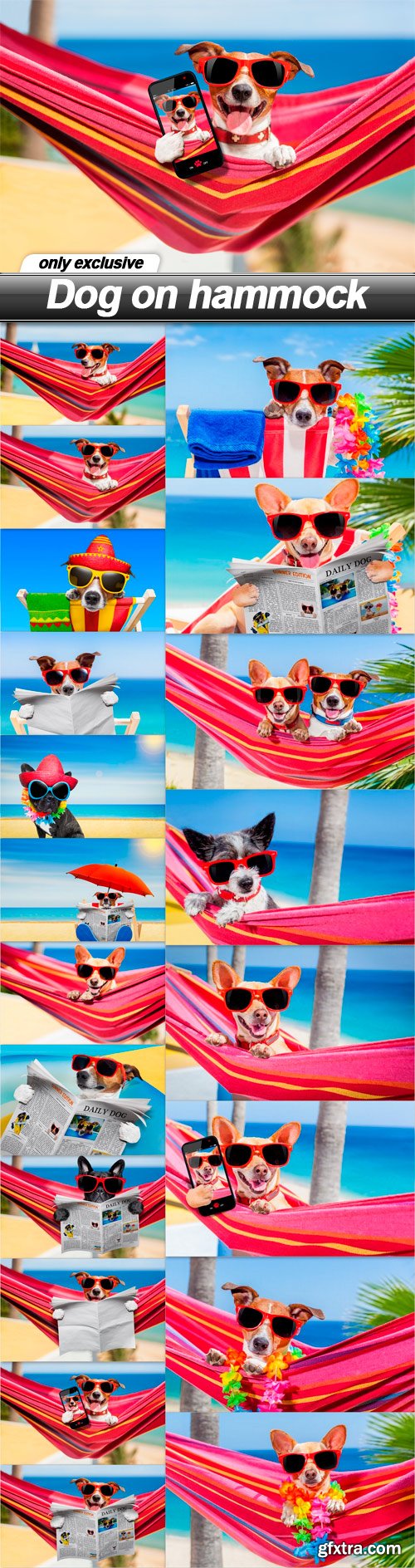 Dog on hammock - 20 UHQ JPEG