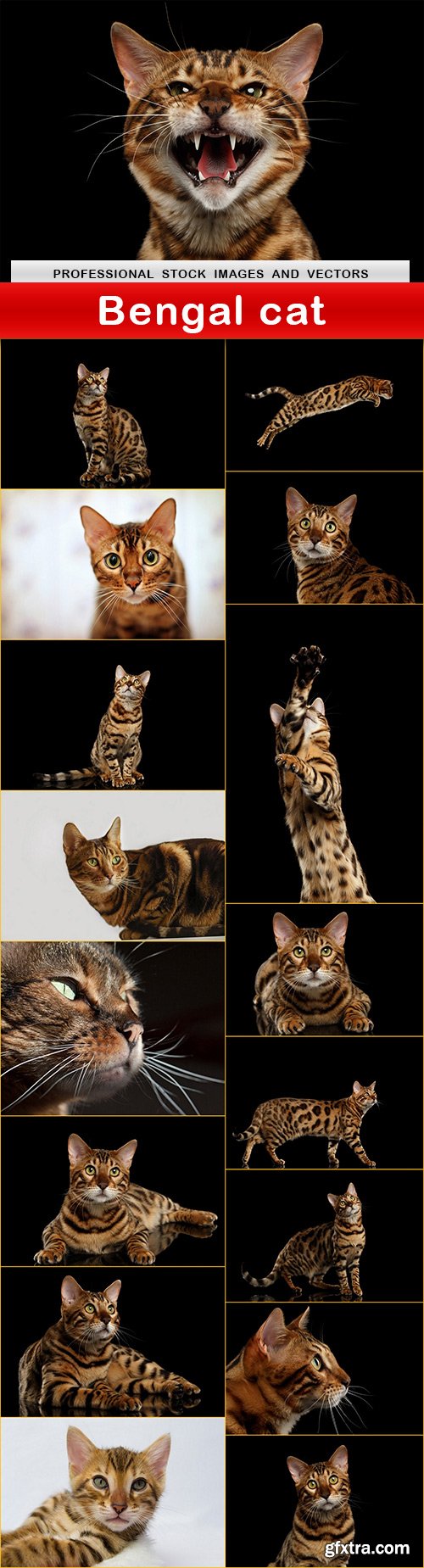 Bengal cat - 17 UHQ JPEG