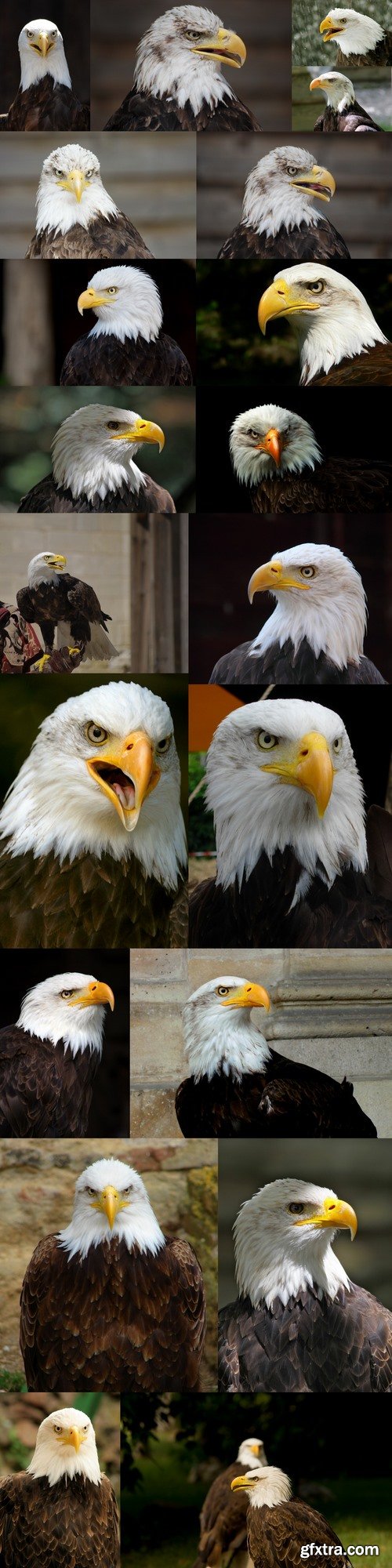 Eagles