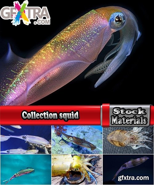 Collection squid underwater sea seafood raw shellfish 25 HQ Jpeg