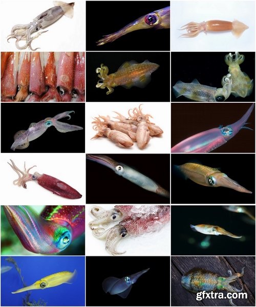 Collection squid underwater sea seafood raw shellfish 25 HQ Jpeg