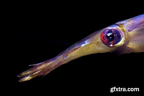 Collection squid underwater sea seafood raw shellfish 25 HQ Jpeg