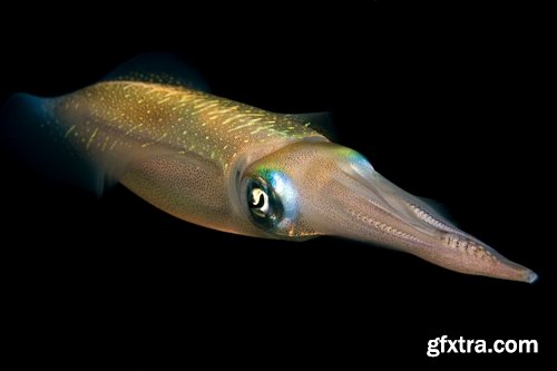 Collection squid underwater sea seafood raw shellfish 25 HQ Jpeg