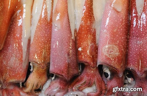 Collection squid underwater sea seafood raw shellfish 25 HQ Jpeg