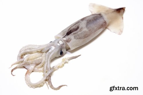 Collection squid underwater sea seafood raw shellfish 25 HQ Jpeg