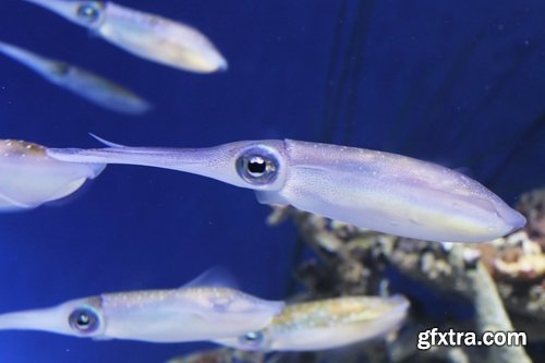 Collection squid underwater sea seafood raw shellfish 25 HQ Jpeg