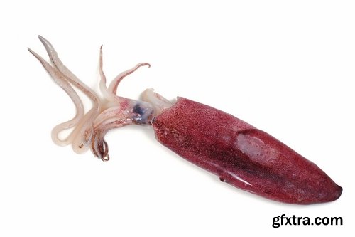 Collection squid underwater sea seafood raw shellfish 25 HQ Jpeg