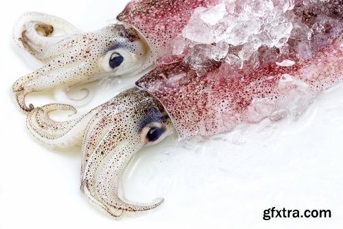 Collection squid underwater sea seafood raw shellfish 25 HQ Jpeg