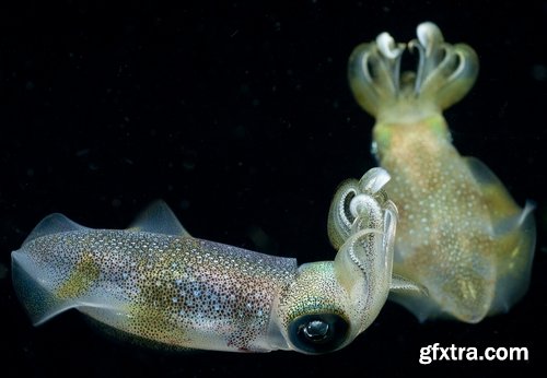 Collection squid underwater sea seafood raw shellfish 25 HQ Jpeg