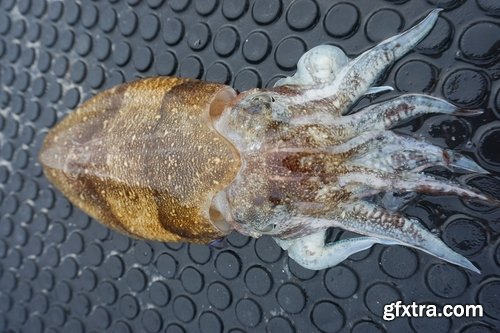 Collection squid underwater sea seafood raw shellfish 25 HQ Jpeg