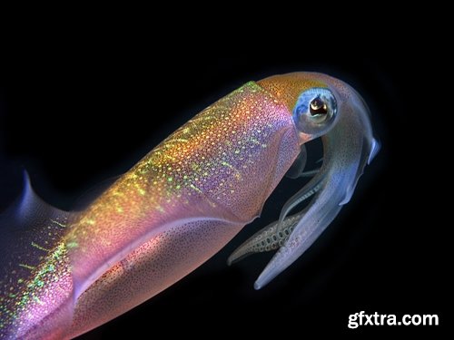 Collection squid underwater sea seafood raw shellfish 25 HQ Jpeg