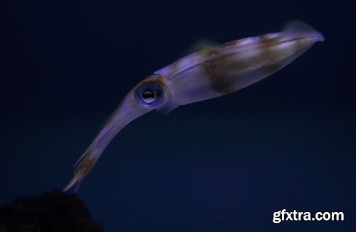 Collection squid underwater sea seafood raw shellfish 25 HQ Jpeg