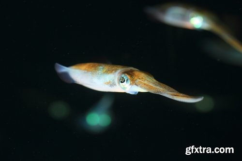 Collection squid underwater sea seafood raw shellfish 25 HQ Jpeg