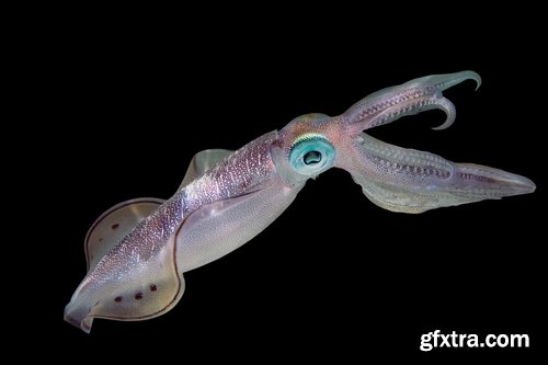 Collection squid underwater sea seafood raw shellfish 25 HQ Jpeg