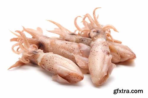 Collection squid underwater sea seafood raw shellfish 25 HQ Jpeg