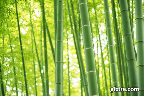 Bamboo Collection - 25xUHQ JPEG