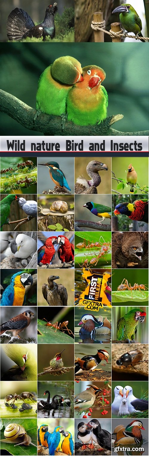 Wild nature Bird and Insects