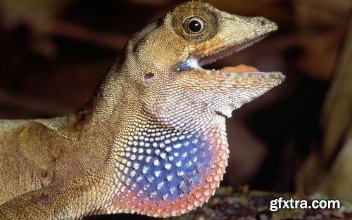 Chameleon and Iguanas predatory reptiles