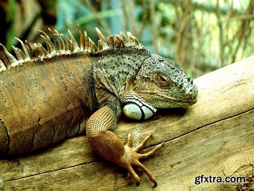 Chameleon and Iguanas predatory reptiles