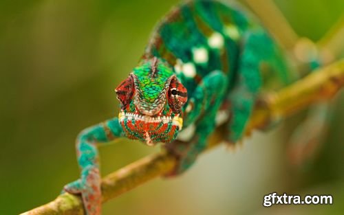 Chameleon and Iguanas predatory reptiles