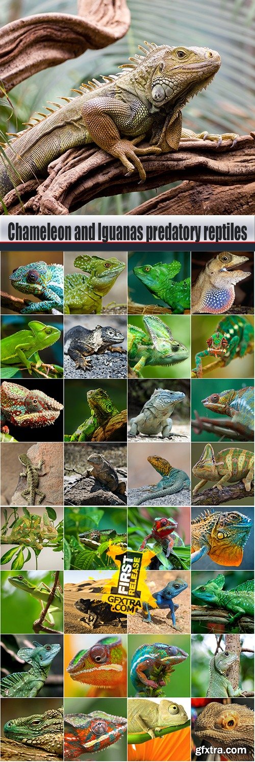 Chameleon and Iguanas predatory reptiles