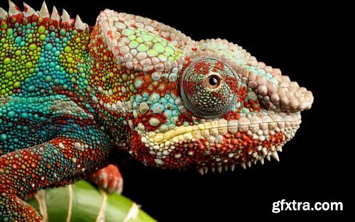 Chameleon and Iguanas predatory reptiles