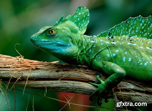 Chameleon and Iguanas predatory reptiles