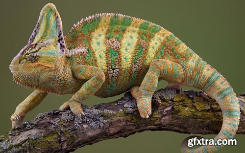 Chameleon and Iguanas predatory reptiles