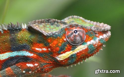 Chameleon and Iguanas predatory reptiles