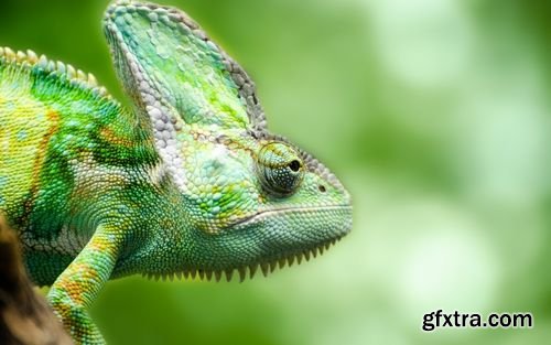 Chameleon and Iguanas predatory reptiles