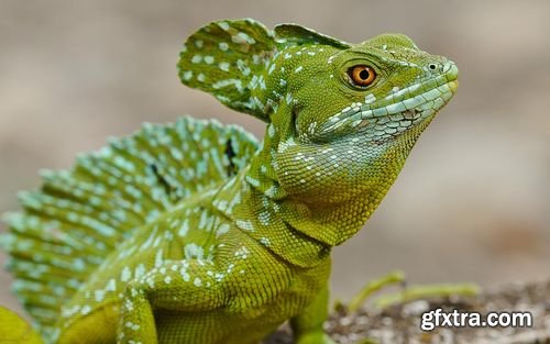 Chameleon and Iguanas predatory reptiles