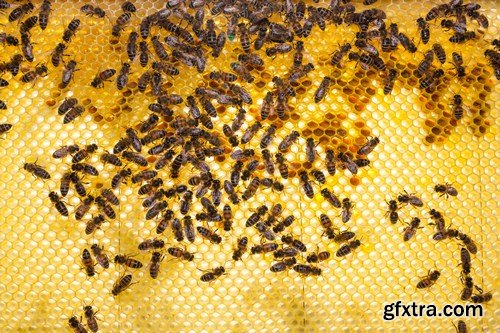 bees 10X JPEG