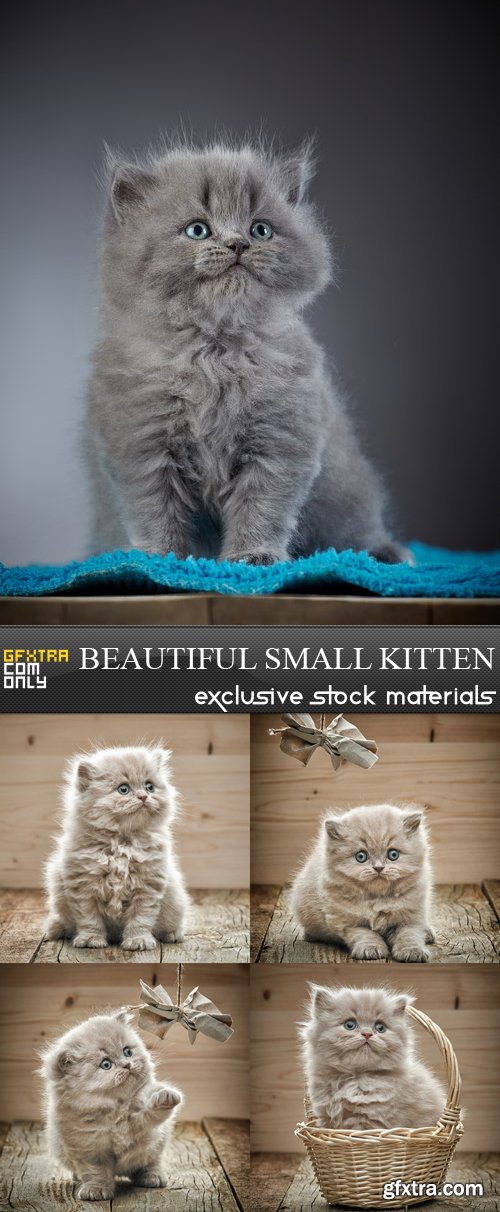 Beautiful Small Kitten - 5 UHQ JPEG