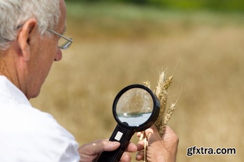 Collection agronomist farmer checking agricultural crop breeding 25 HQ Jpeg