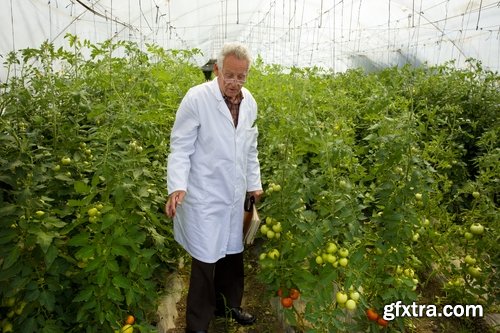 Collection agronomist farmer checking agricultural crop breeding 25 HQ Jpeg