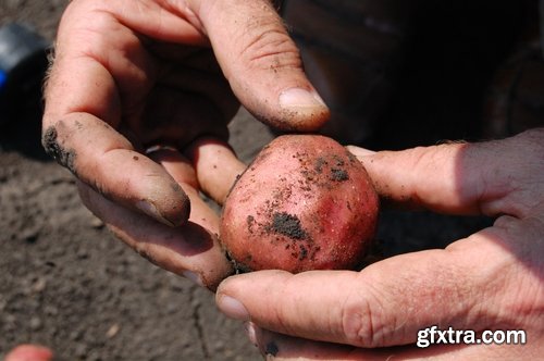 Collection agronomist farmer checking agricultural crop breeding 25 HQ Jpeg