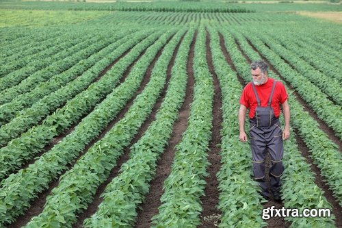 Collection agronomist farmer checking agricultural crop breeding 25 HQ Jpeg