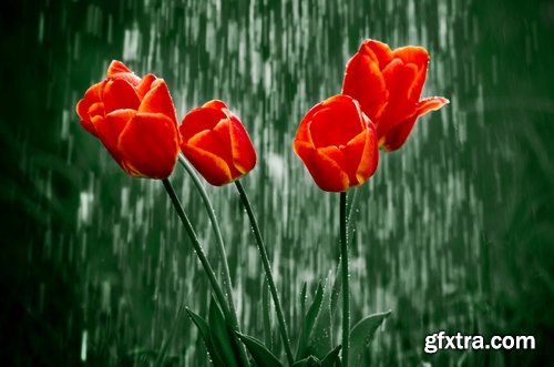 Collection rain shower wet umbrella nature 25 HQ Jpeg