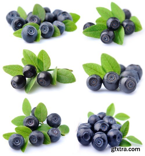 Bilberry - 21xUHQ JPEG