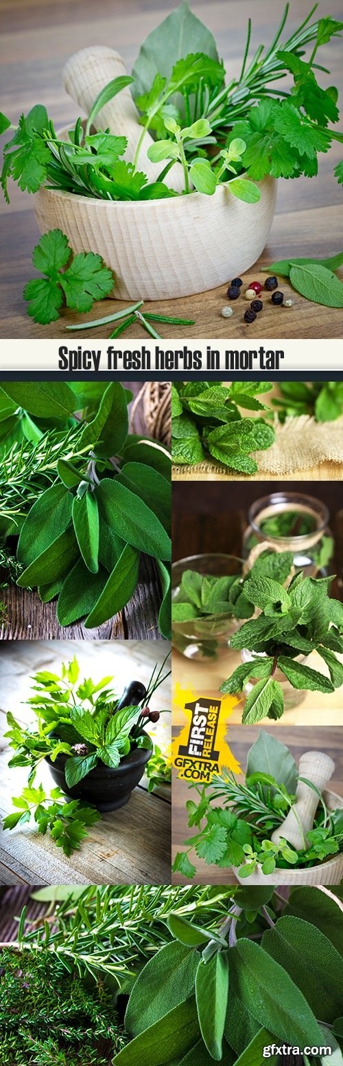 Spicy fresh herbs in mortar