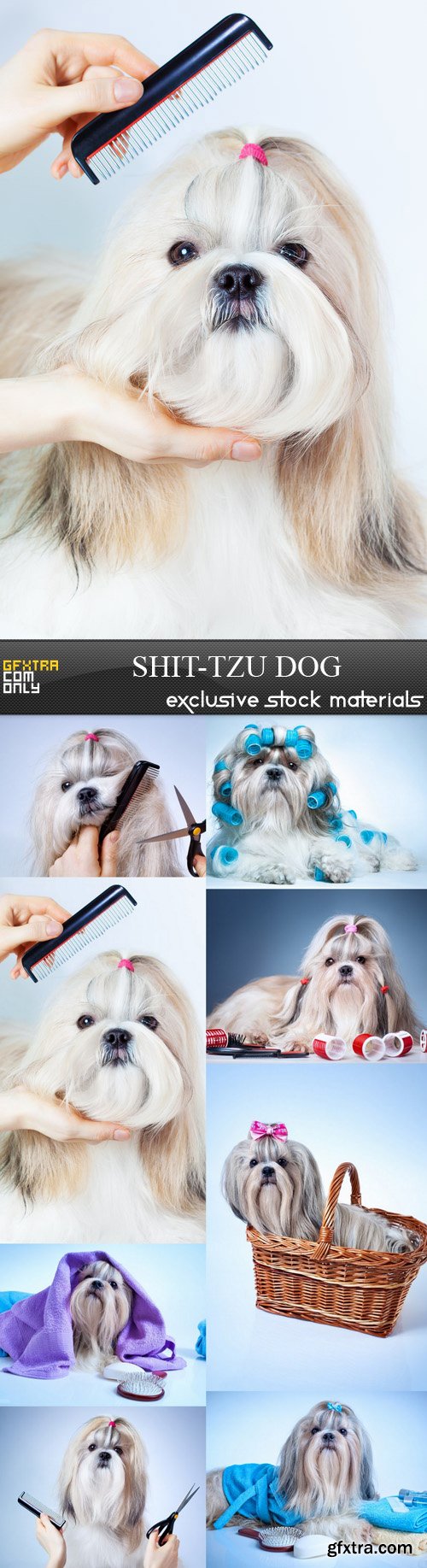 Shit-tzu Dog - 8 UHQ JPEG